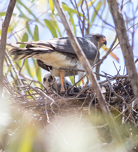 Ovambo Sparrowhawk